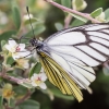 Schmetterling am Wegrand