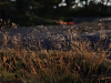 IMG_894-19